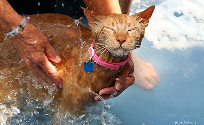 Советы экспертов по уходу за кошками для счастливой кошки