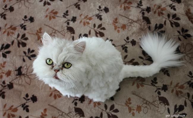 Информация о породах персидских кошек и полное руководство