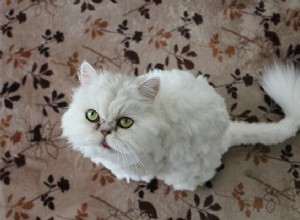 Perzische kattenrasinformatie en complete gids