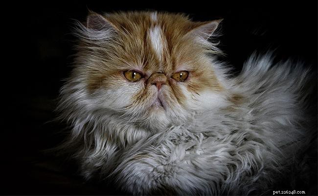 Информация о породах персидских кошек и полное руководство
