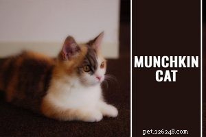 ペルシャ猫の品種情報と完全なガイド 