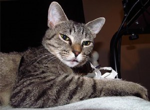 Ocicat – Rasinformatie over de slimme kat