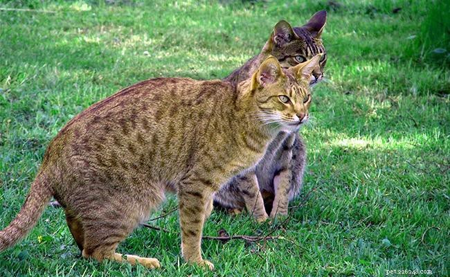 Ocicat – Rasinformatie over de slimme kat