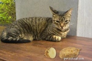 Оцикет – информация о породе умной кошки