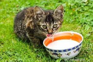 Informazioni e personalità sulla razza del gatto blu russo