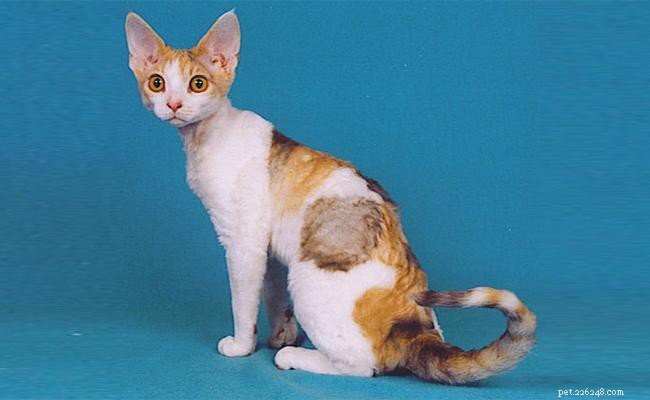 デボンレックス猫の品種情報と性格 