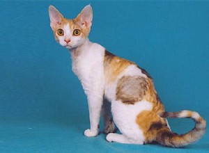 Информация о породе и характере кошек Девон-рекс
