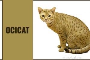 デボンレックス猫の品種情報と性格 