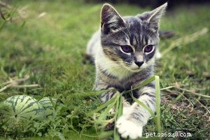 Genetta Cat - Guide complet sur le chat nain