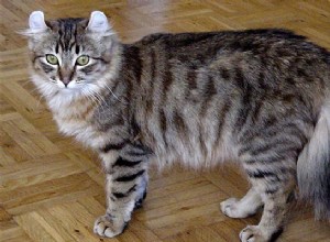 アメリカンカール–猫の品種の情報と性格 