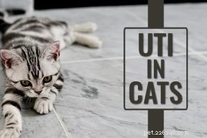 Американский керл — информация о породе и характере кошек