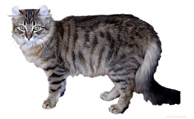 Американский керл — информация о породе и характере кошек