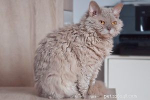 American Curl – Informações sobre a raça e personalidade do gato
