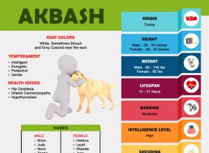 Informace o plemeni a osobnosti psa Akbash