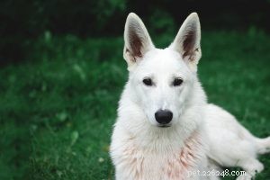 Akbash hondenras informatie en persoonlijkheid