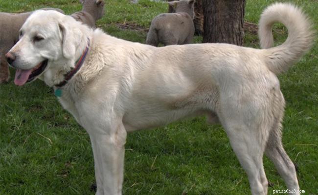 Akbash hondenras informatie en persoonlijkheid
