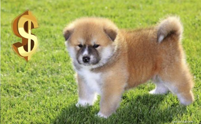 Informazioni e caratteristiche sulla razza del cucciolo Akita
