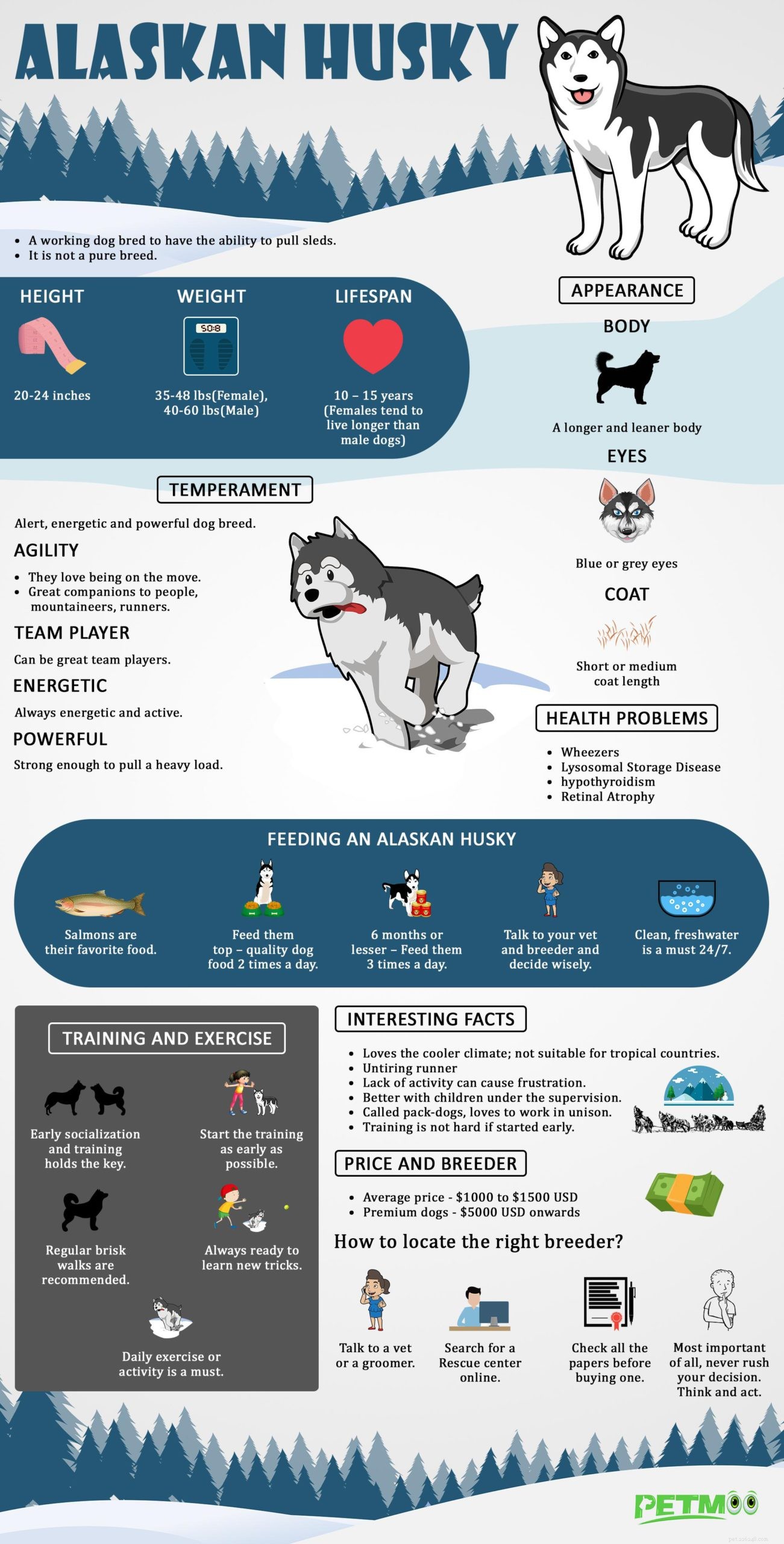 Alaskan Husky – Fatti, formazione e problemi di salute