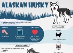 アラスカハスキー–事実、トレーニング、健康上の問題