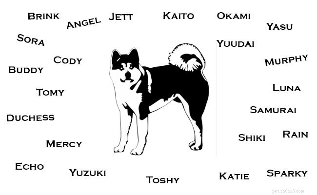 Akita valpinformation och egenskaper
