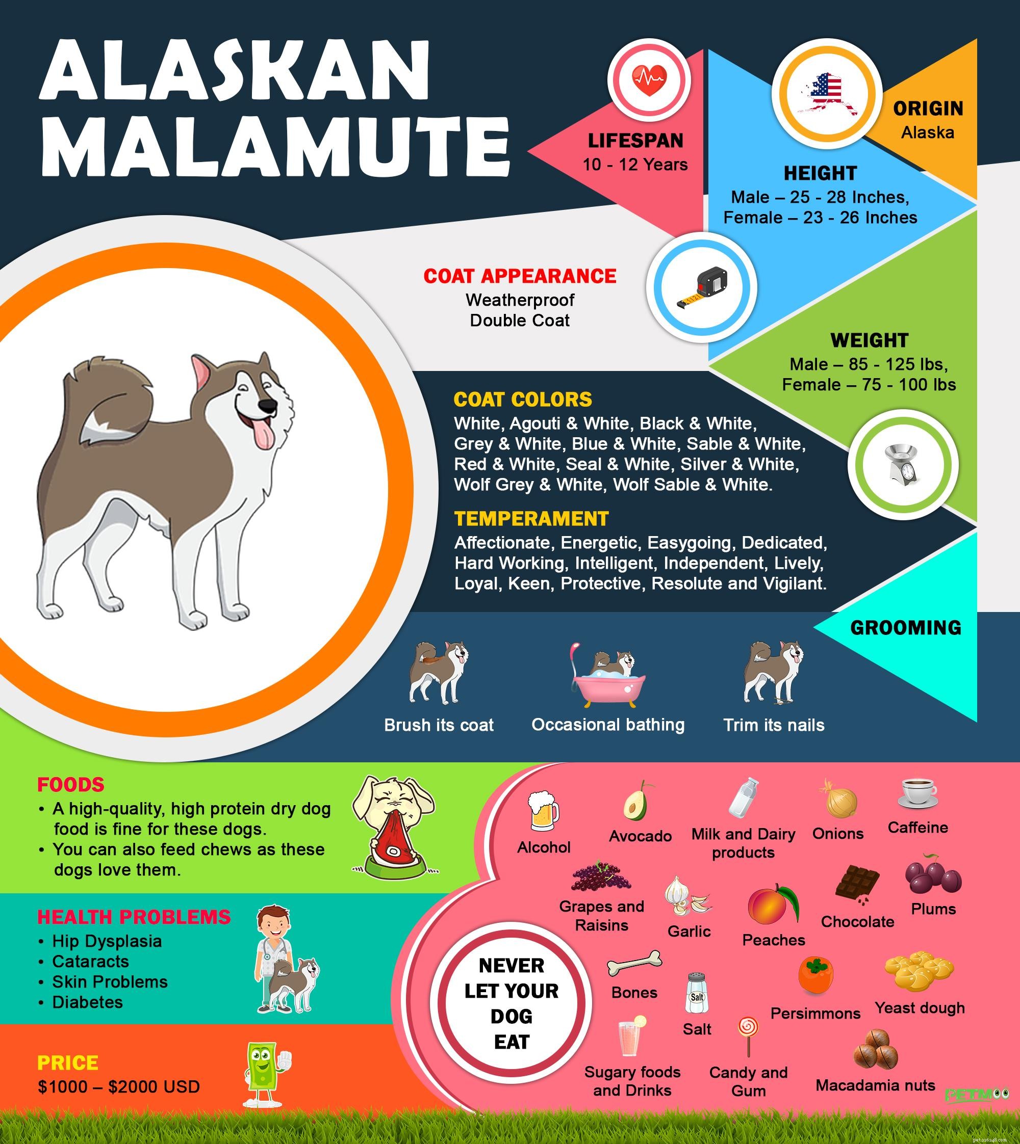 Alaskan Malamute:10 måste-känna hundrasinformation