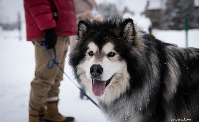 Аляскинский маламут:10 обязательных сведений о породах собак