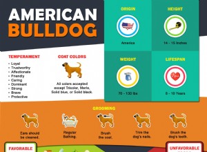 Informações e temperamento da raça Bulldog Americano