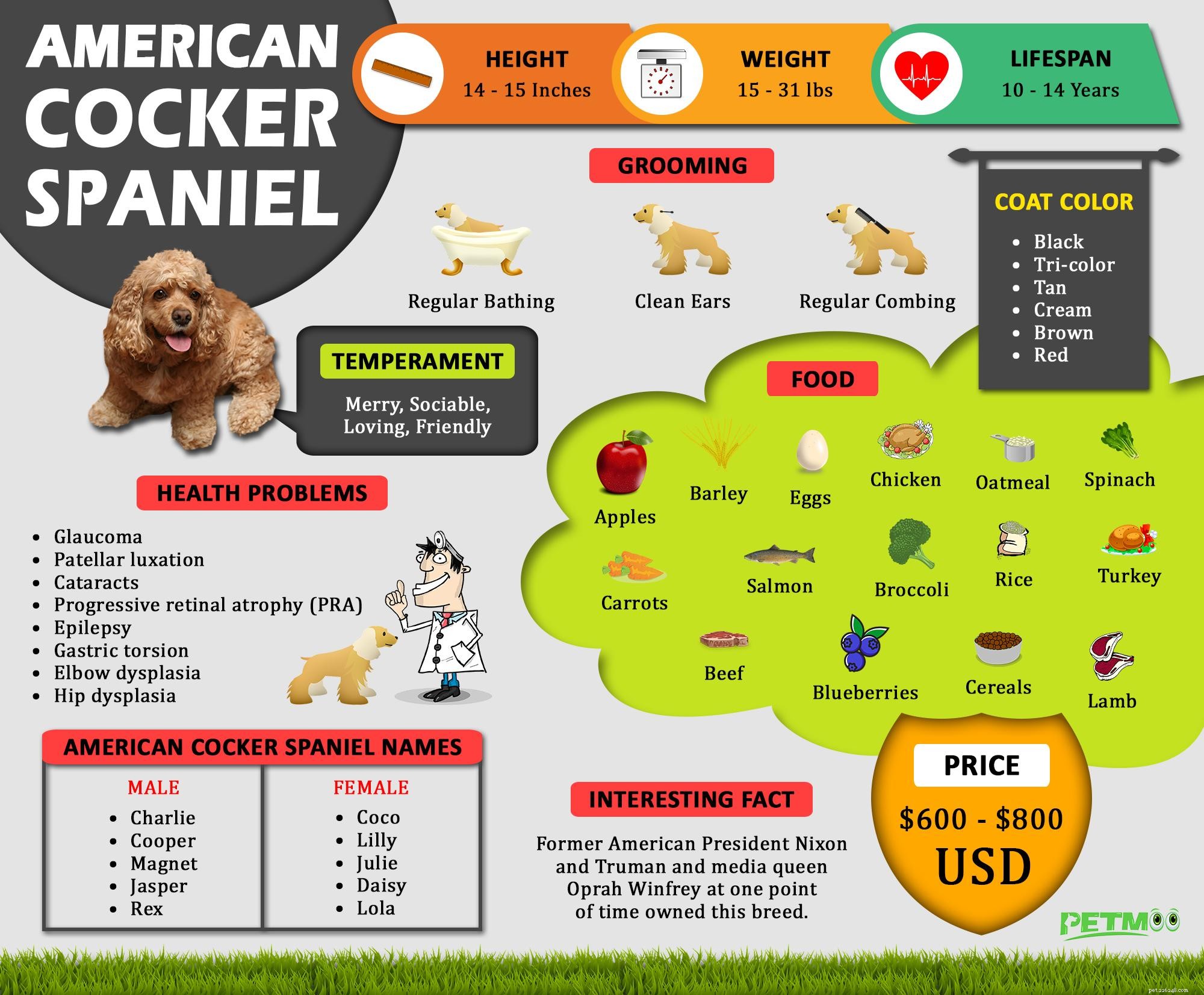 アメリカンコッカースパニエル–品種情報と食事に関する事実