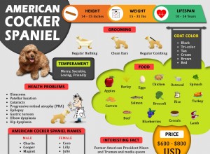 American Cocker Spaniel – Informações sobre a raça e fatos sobre a dieta