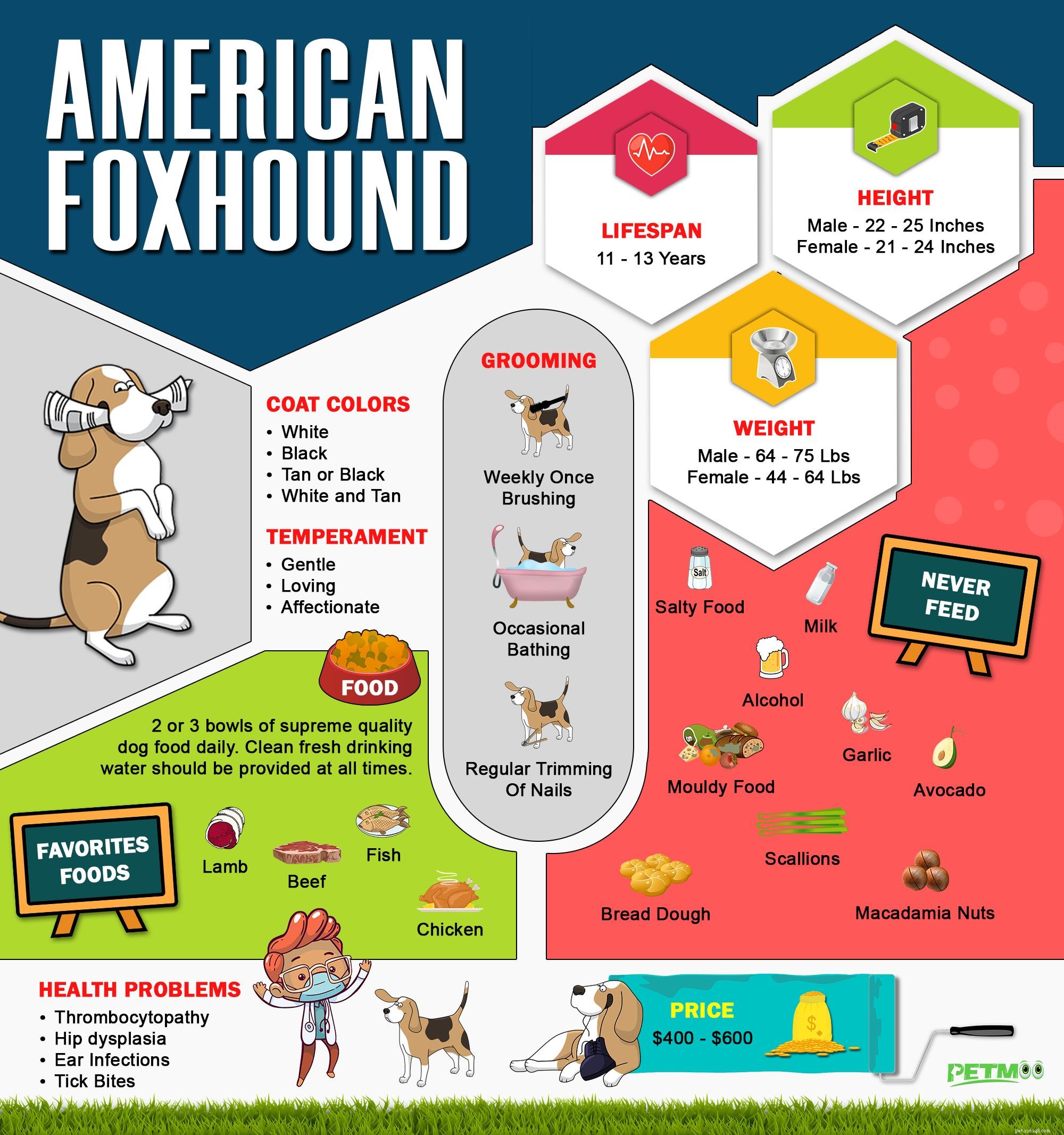 American Foxhound – Informações sobre a raça do cão do companheiro de caça