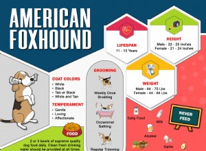 아메리칸 폭스하운드 – 사냥 동료의 개 품종 정보