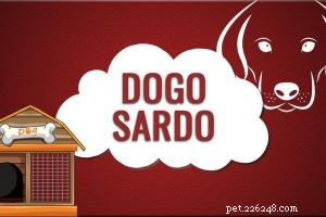 American Foxhound – Informations sur la race de chien du compagnon de chasse