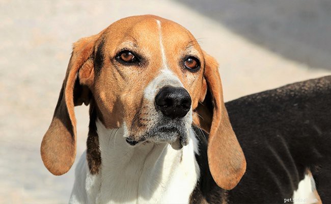 Американский фоксхаунд – информация о породе собак для охотничьего компаньона