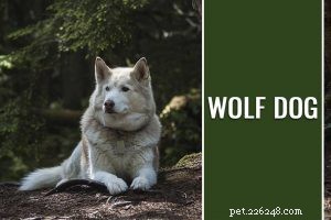 Amerikaanse jachthond – informatie over hondenrassen van de jachtgezel