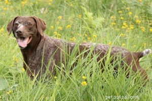 아메리칸 폭스하운드 – 사냥 동료의 개 품종 정보