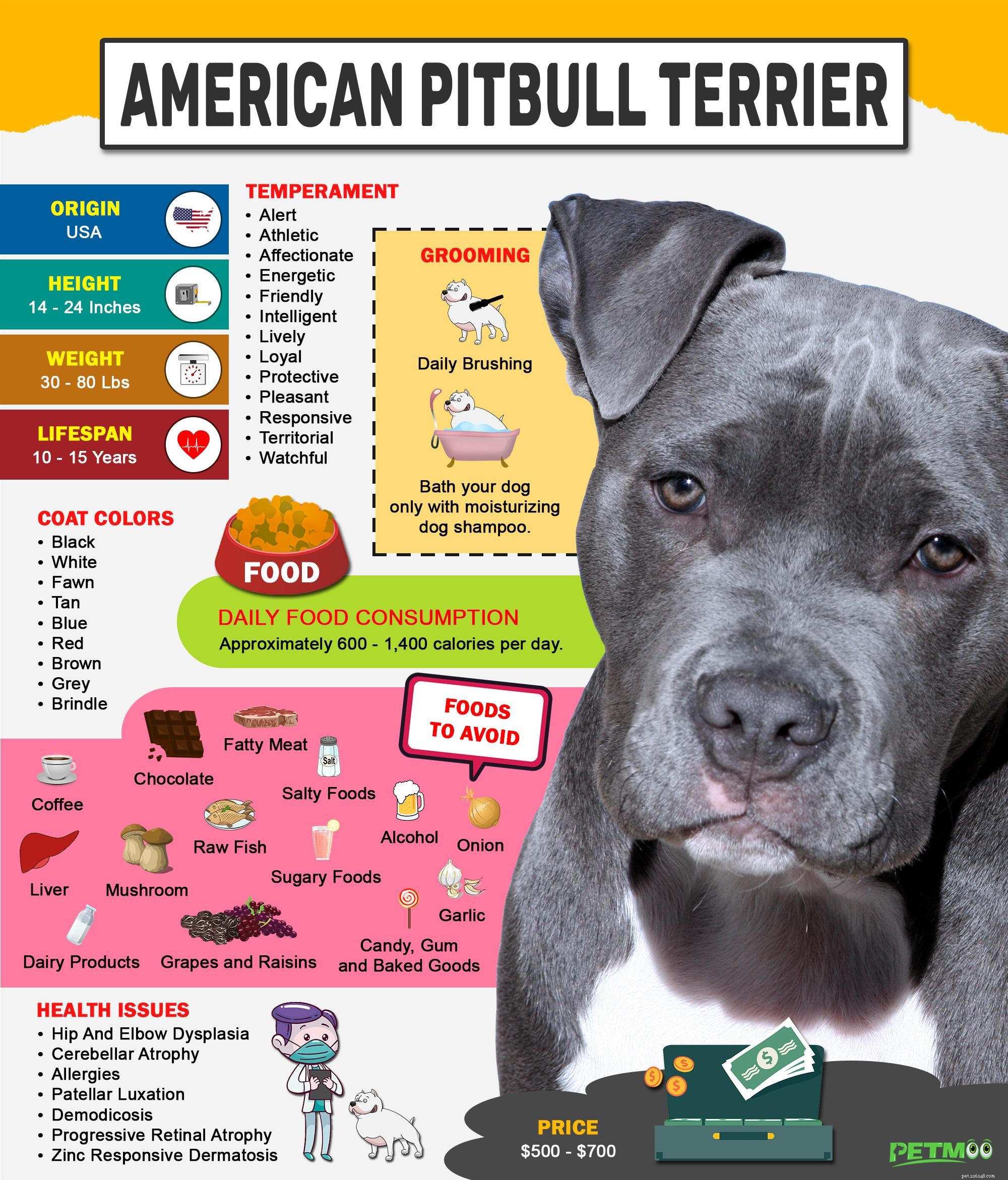 American Pitbull Terrier – Informations sur la race et tempérament