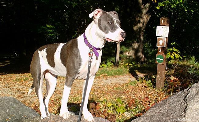 American Pitbull Terrier – Rasinformation och temperament