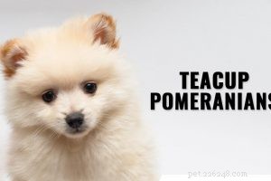 American Pitbull Terrier – Informazioni sulla razza e temperamento