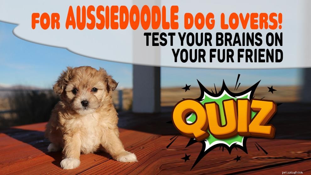 Aussiedoodle – информация и характеристики породы собак