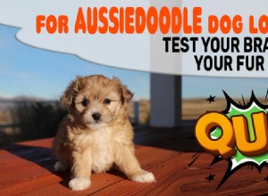 Aussiedoodle – 개 품종 정보 및 특성