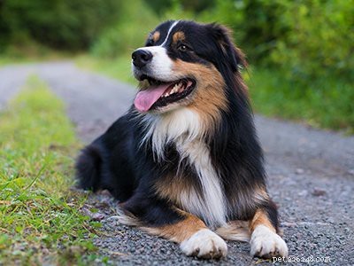 Aussiedoodle – Informatie en kenmerken van hondenrassen