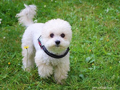Aussiedoodle – Informations et caractéristiques sur les races de chiens