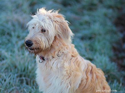 Aussiedoodle – Informações e características da raça do cão