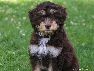 オージープー–犬の品種情報と特徴 