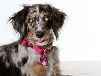 Aussiedoodle – Informações e características da raça do cão