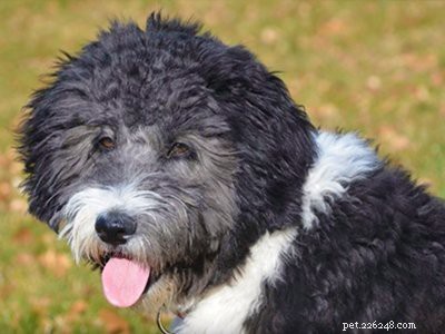 Aussiedoodle – Informazioni e caratteristiche sulla razza canina