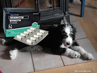 オージープー–犬の品種情報と特徴 