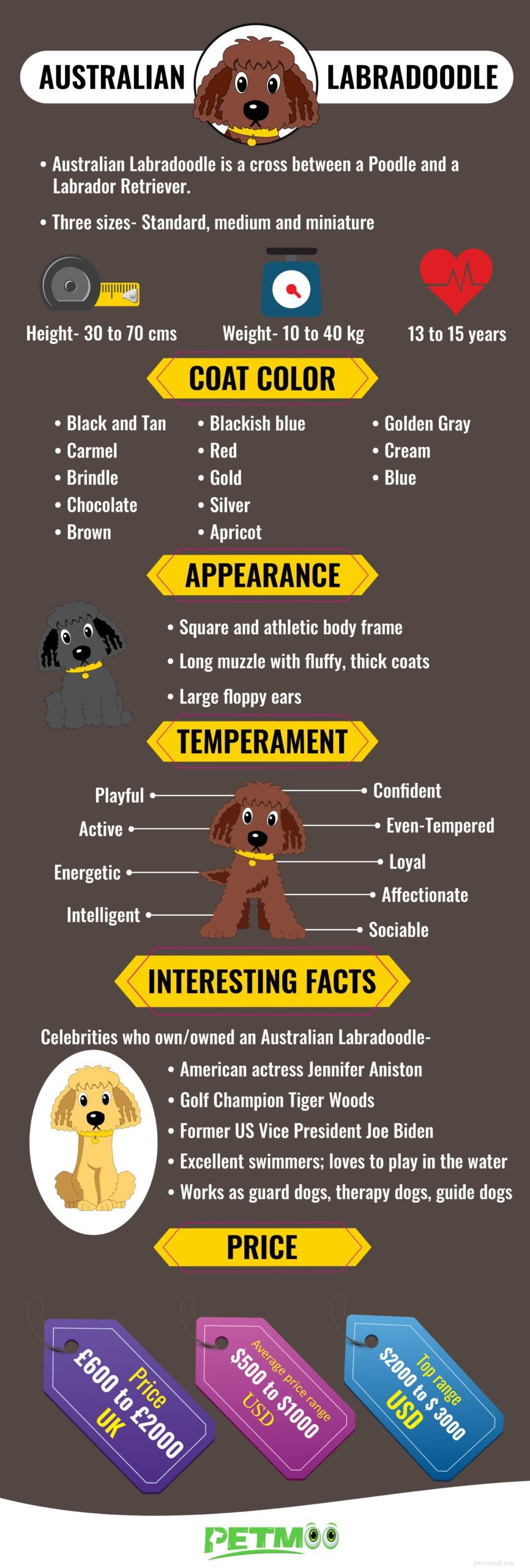 Labradoodle australiano – informações e história sobre raças de cães