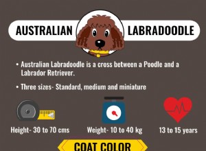 Australský labradoodle – informace o plemeni psů a historie