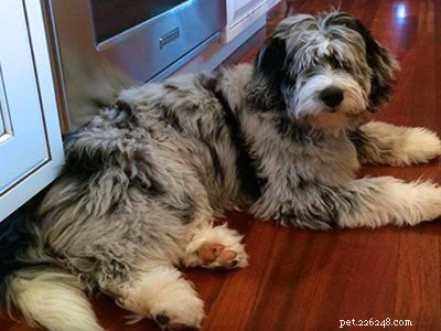 Aussiedoodle – Informatie en kenmerken van hondenrassen